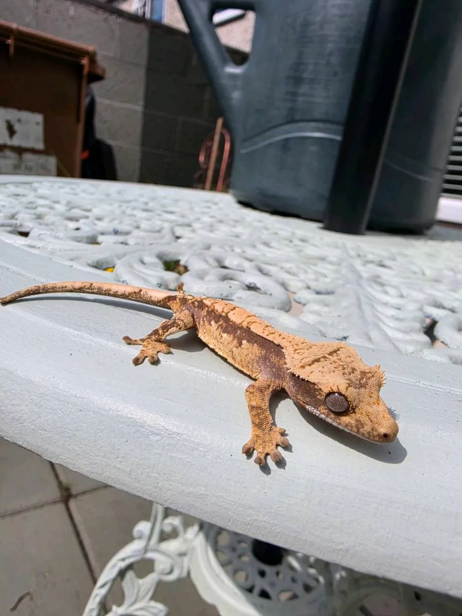 Crested Geckos - Image 4