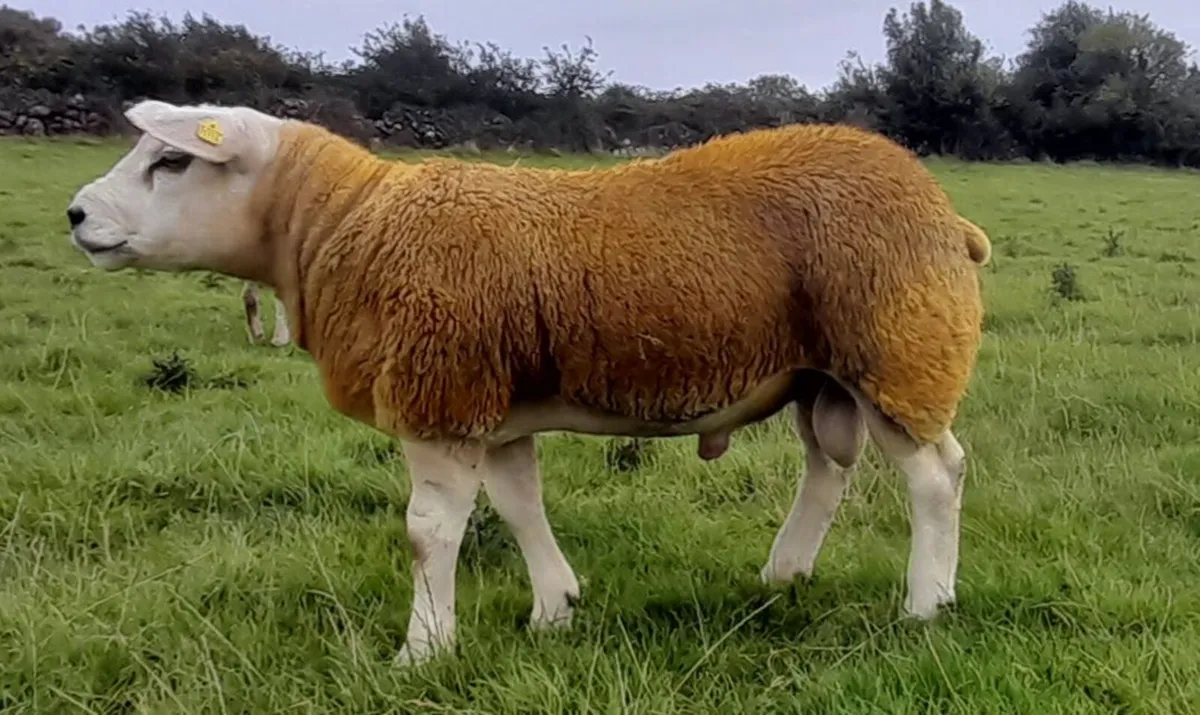 SIS PBR Texel Ram Lambs - Image 3