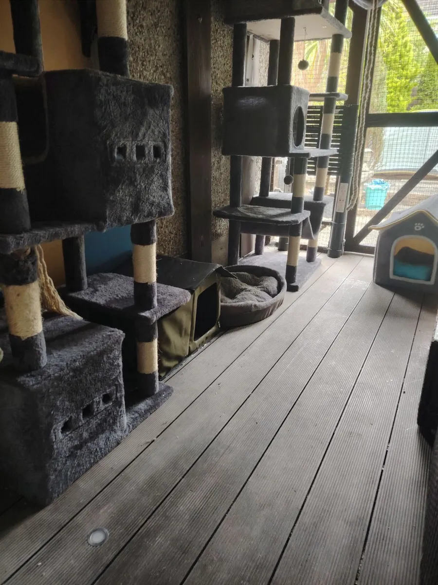 Cat boarding and sitting services - Image 3
