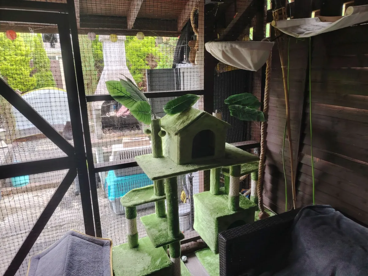 Cat boarding and sitting services - Image 4