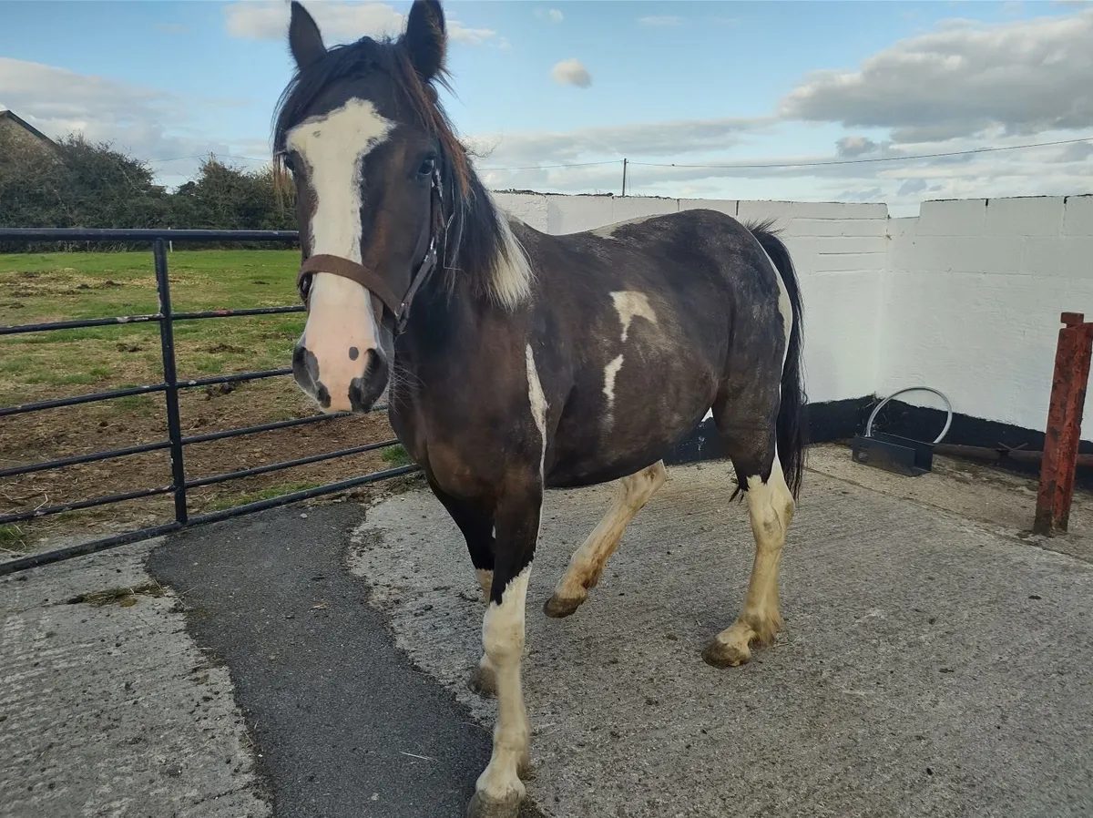 14.2 Piebald Mare - Image 2