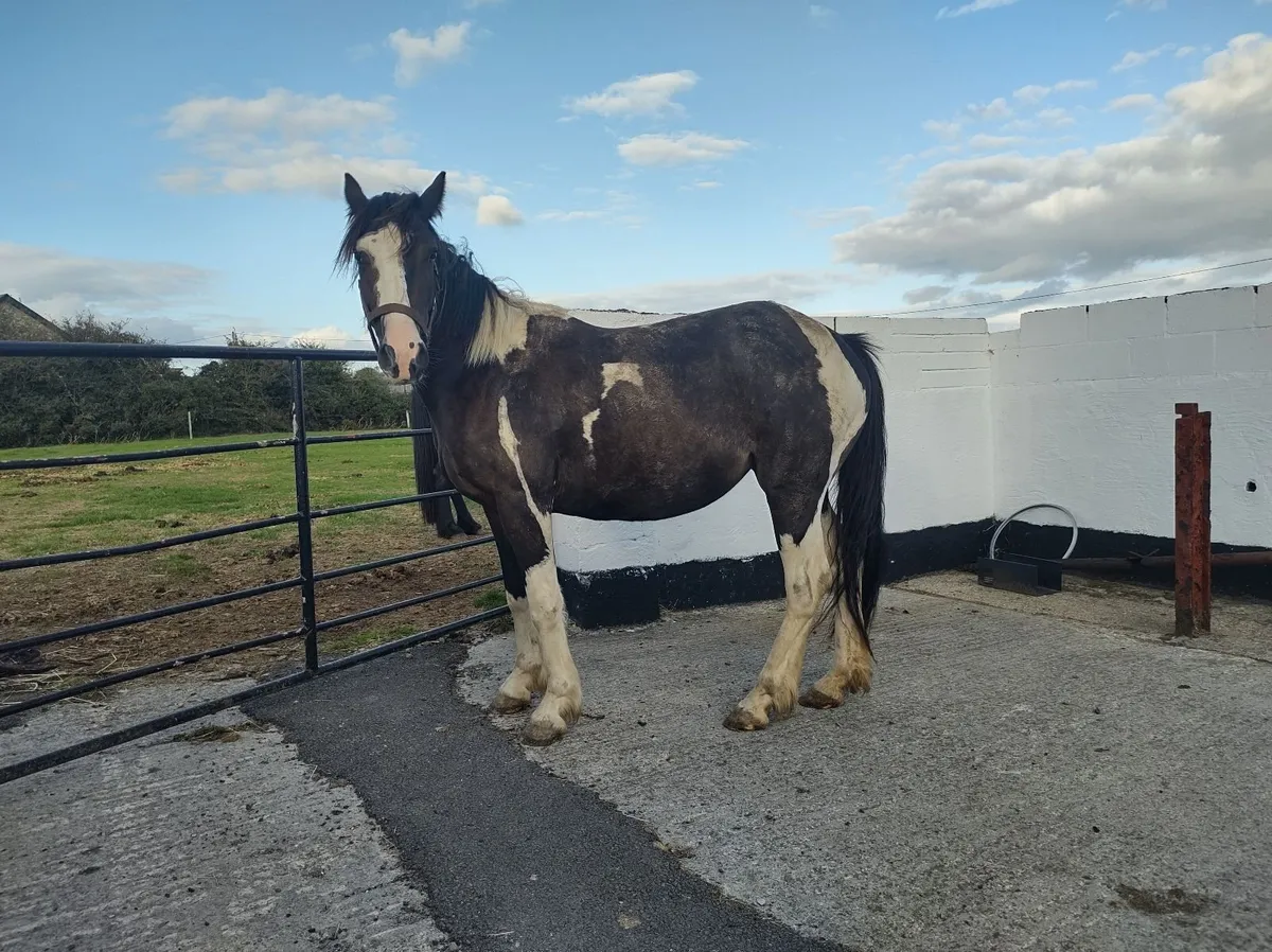14.2 Piebald Mare - Image 3