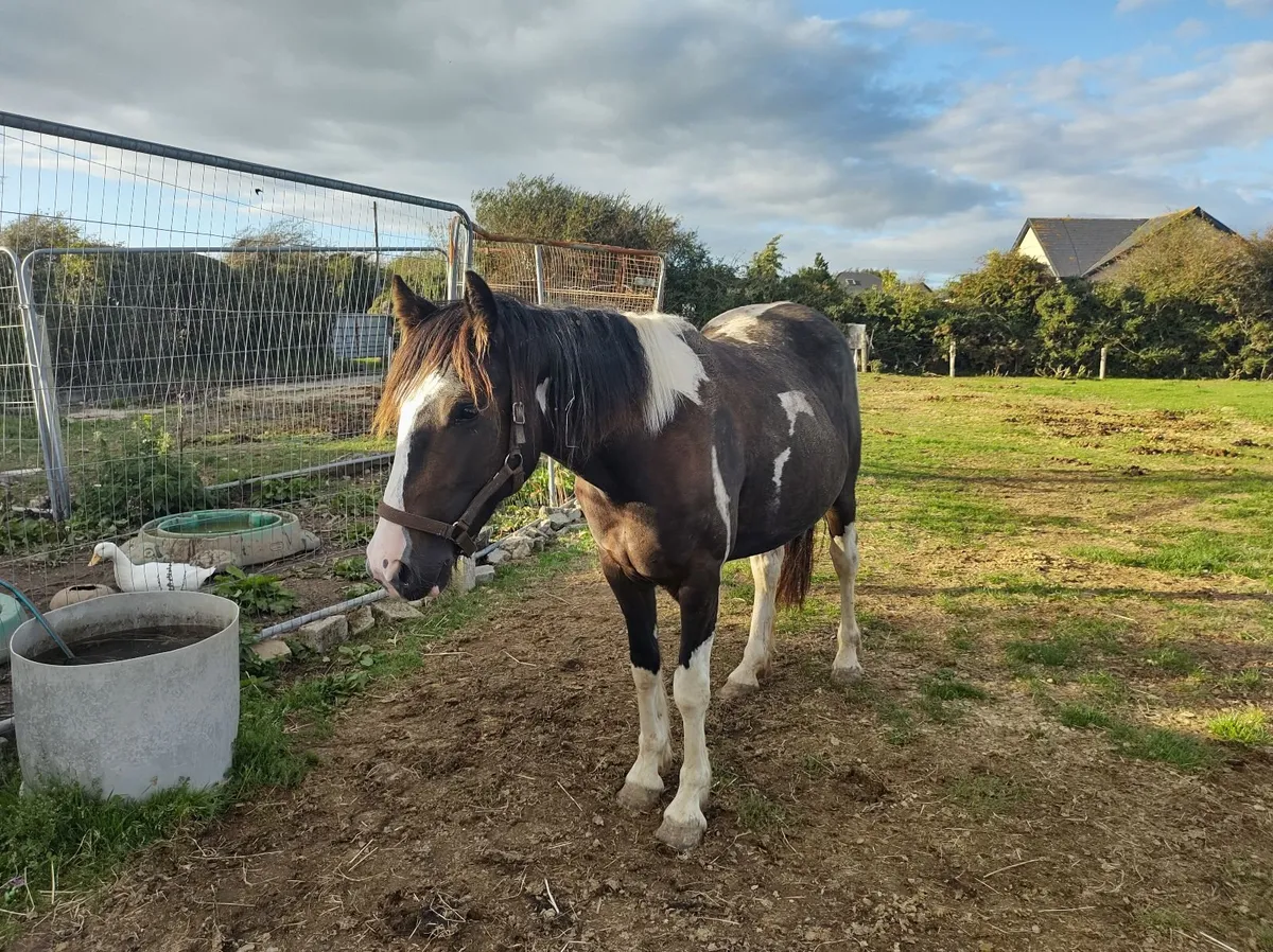 14.2 Piebald Mare - Image 4