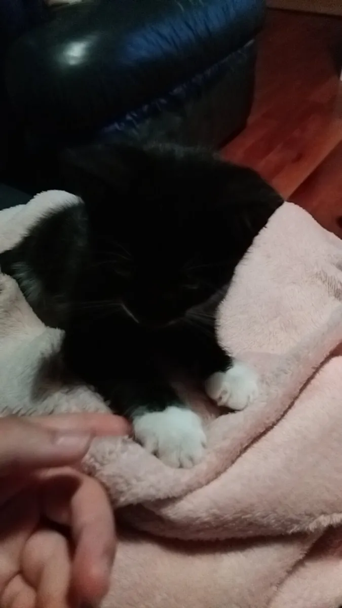 Kitten