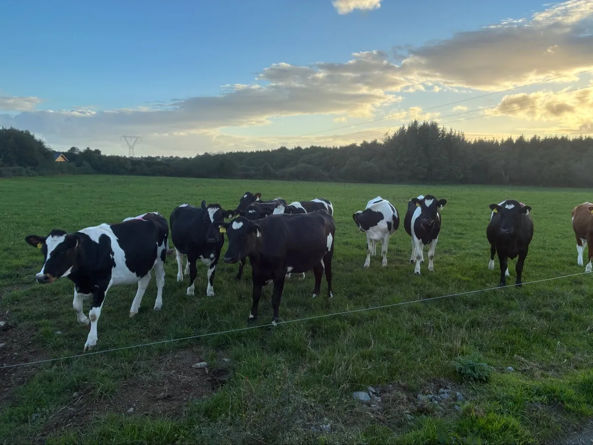 10 In calf Fr Heifers - Image 4