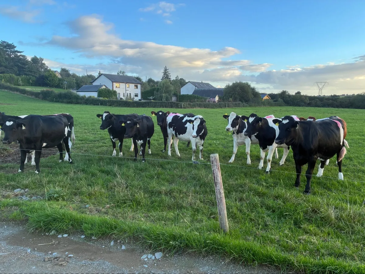 10 In calf Fr Heifers - Image 1