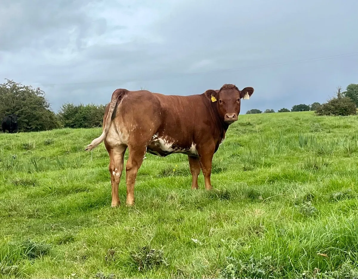 Weanlings Elphin mart September 7th - Image 4