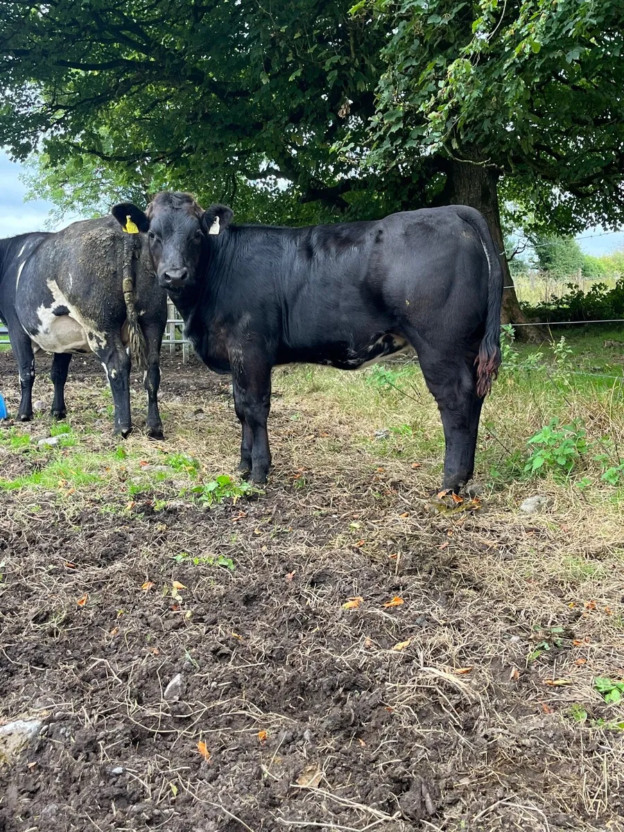 Weanlings Elphin mart September 7th - Image 2