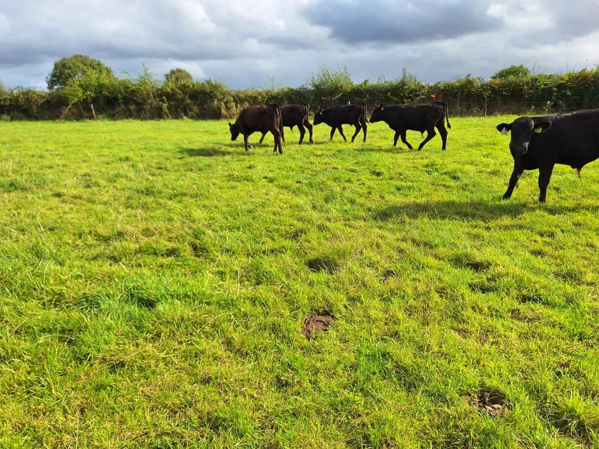 ✅️✅️Reared bulls weanlings ✅️✅️ - Image 1