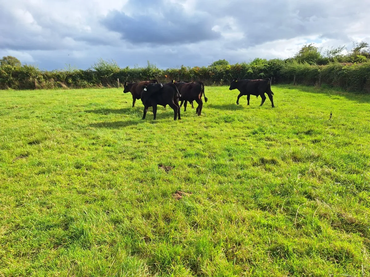 ✅️✅️Reared bulls weanlings ✅️✅️ - Image 3