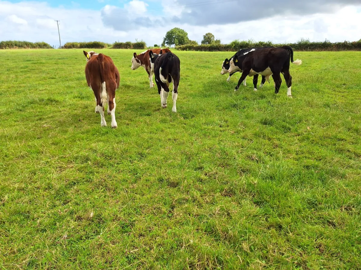✅️✅️Reared bulls weanlings ✅️✅️ - Image 2
