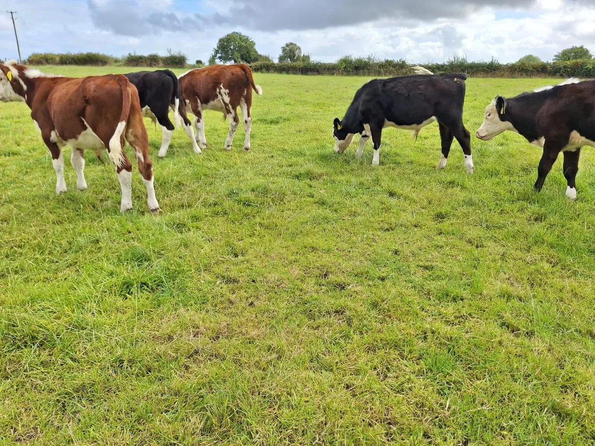 ✅️✅️Reared bulls weanlings ✅️✅️ - Image 4