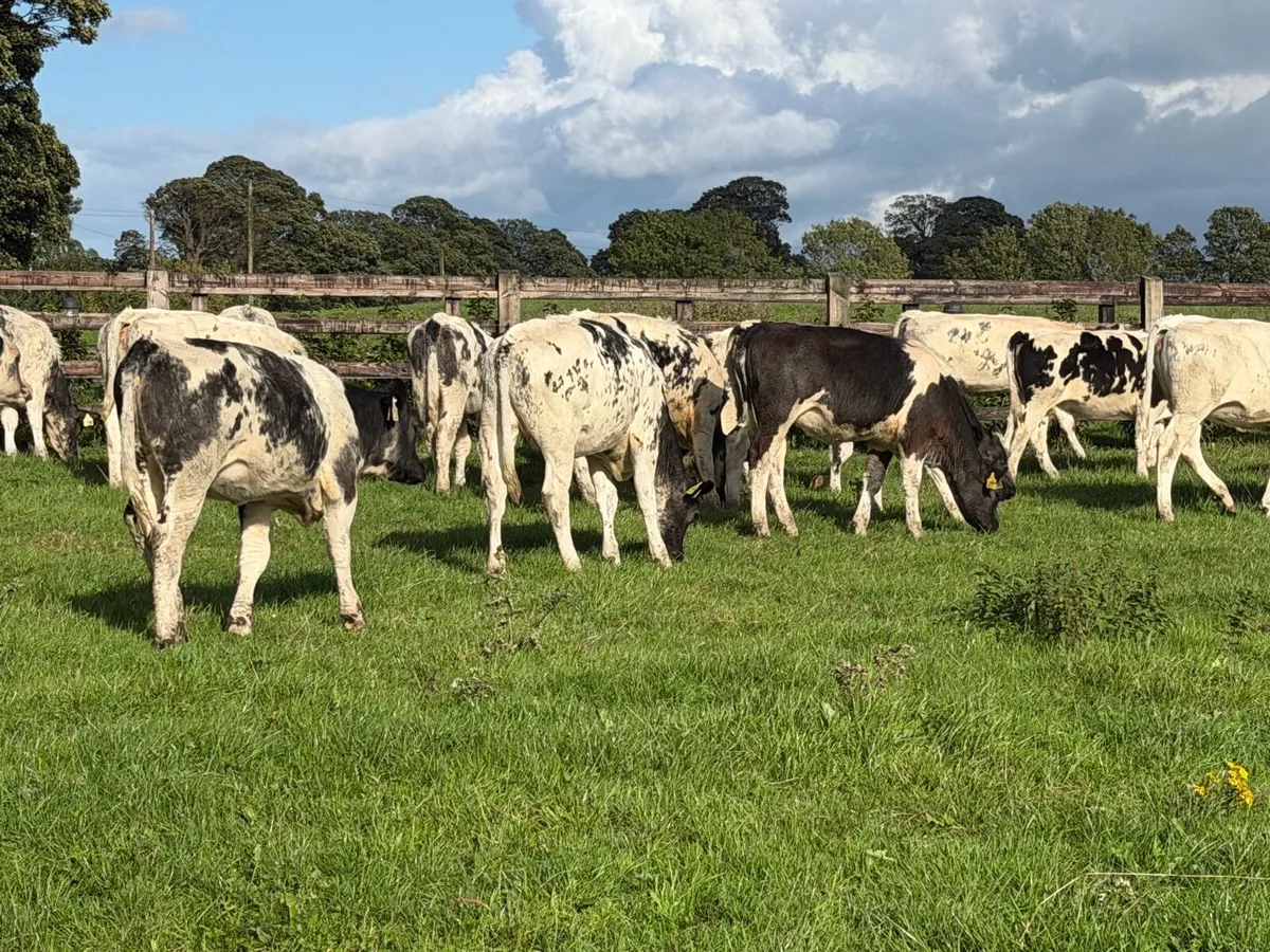 27 super Belgian Blue Heifers for sale - Image 2