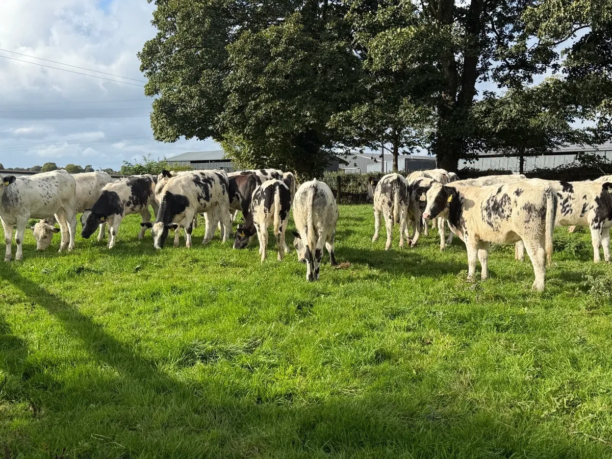 27 super Belgian Blue Heifers for sale - Image 3