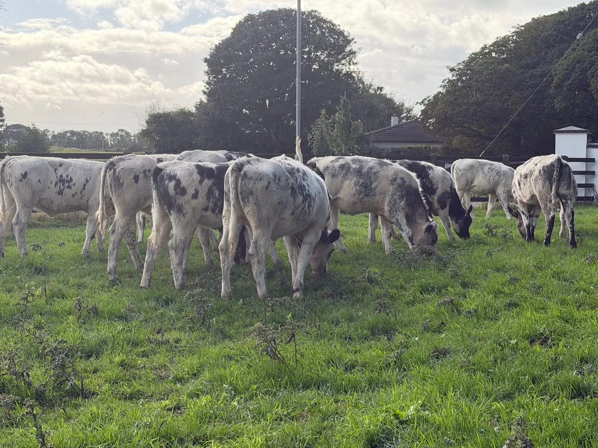 27 super Belgian Blue Heifers for sale - Image 4