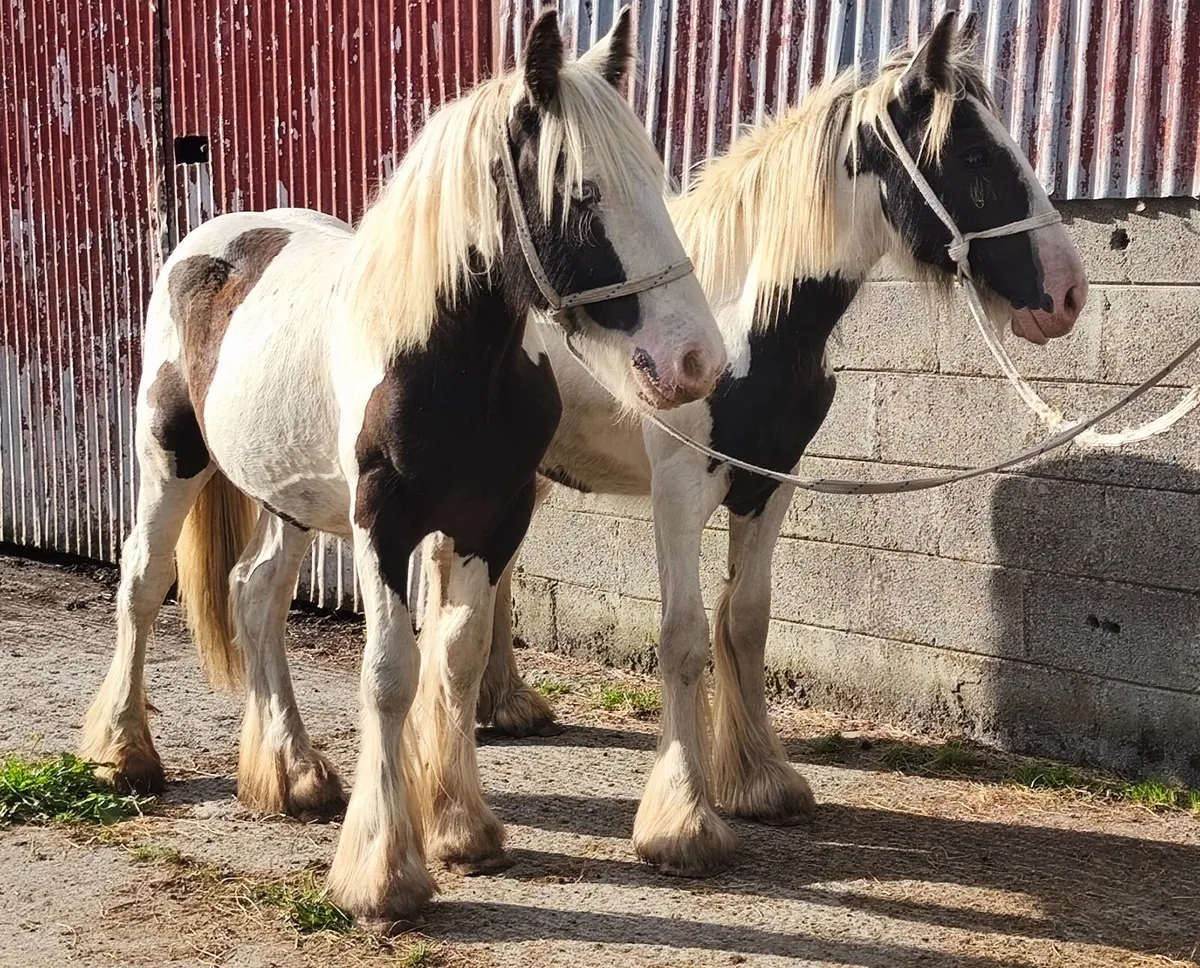 Yearling colts to make 15h - Image 1