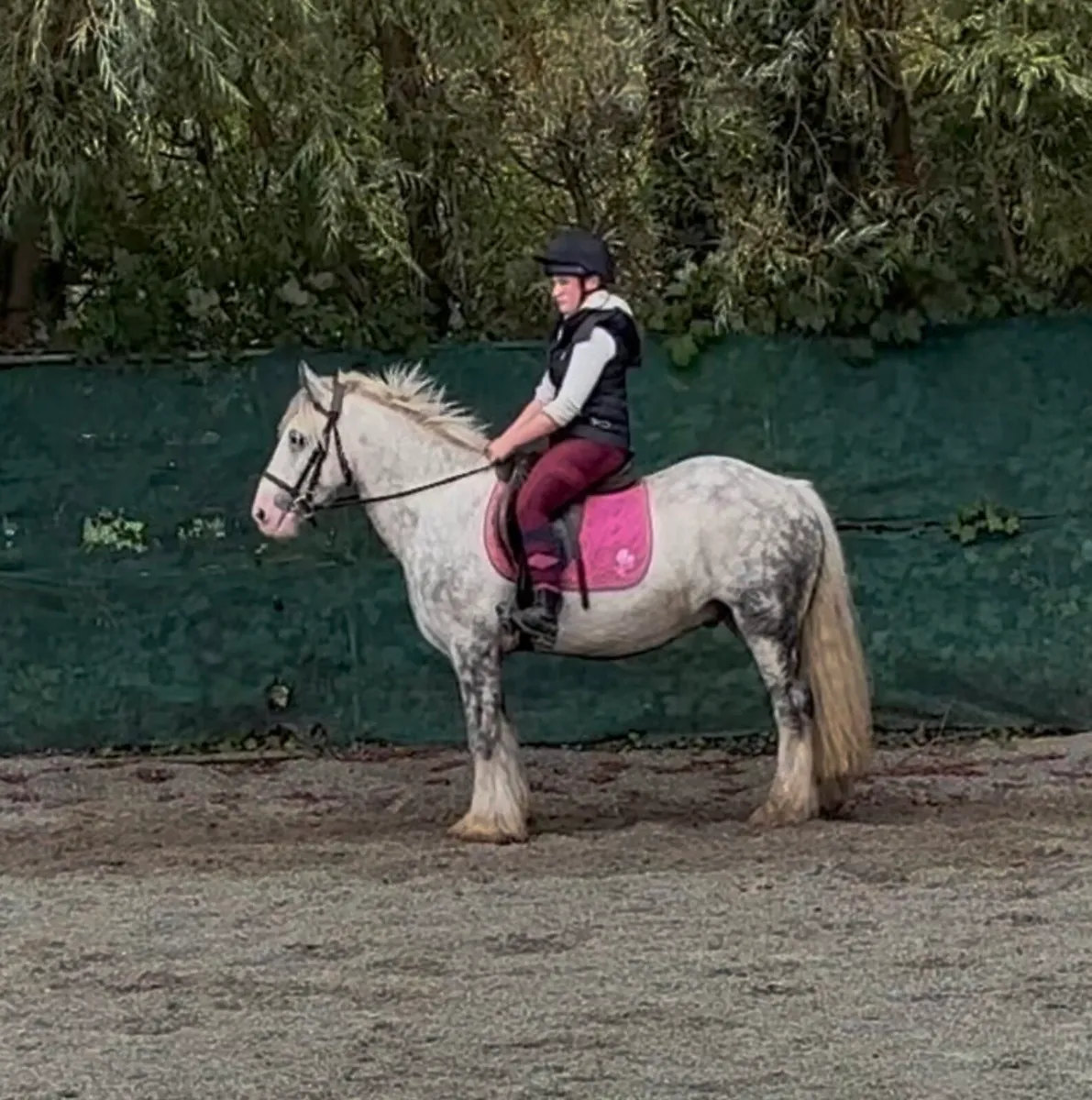 CRACKING ALL-ROUNDER 140 GELDING - Image 1