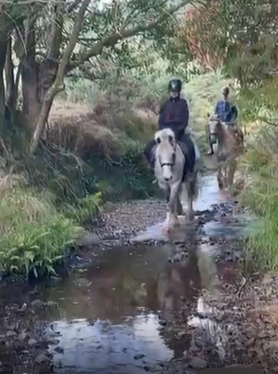 CRACKING ALL-ROUNDER 140 GELDING - Image 2