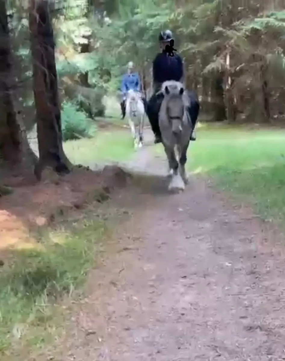 CRACKING ALL-ROUNDER 140 GELDING - Image 3