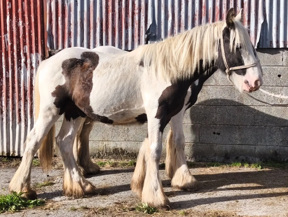 Yearling colts to make 15h - Image 2