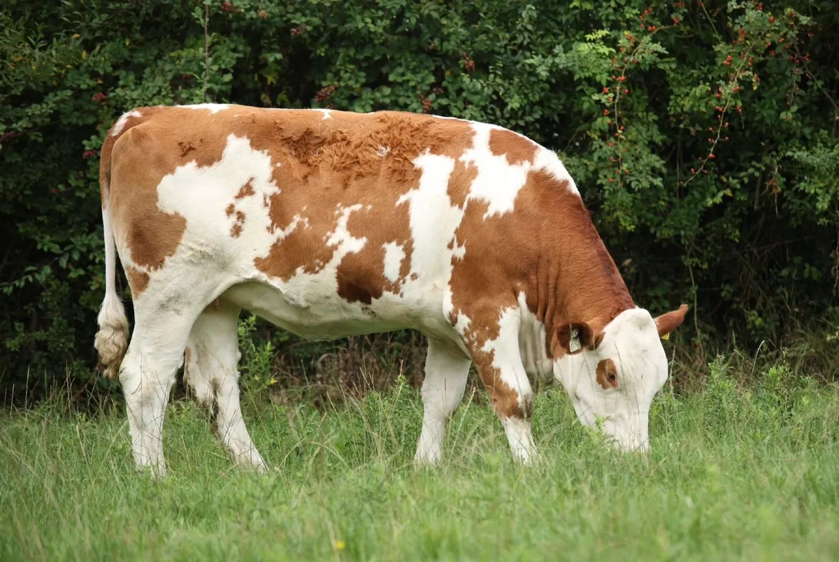 Fleckvieh heifers - Image 1
