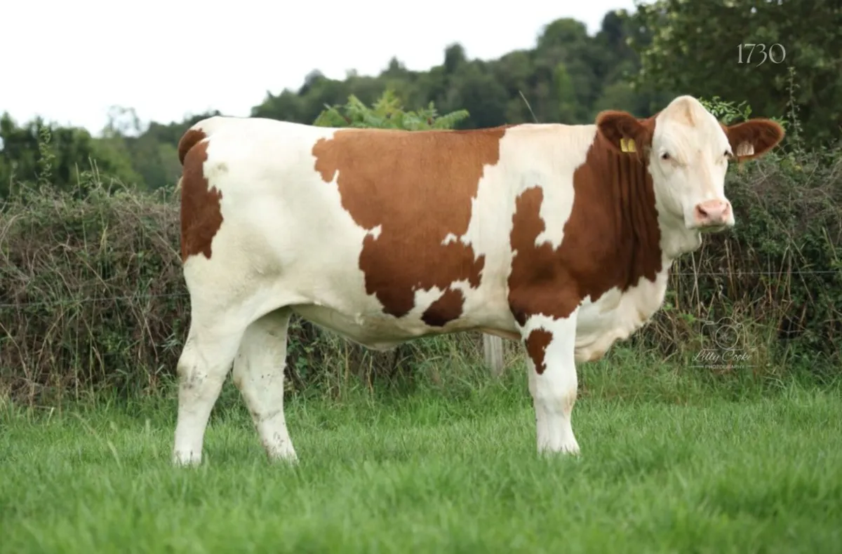 Fleckvieh heifers - Image 3
