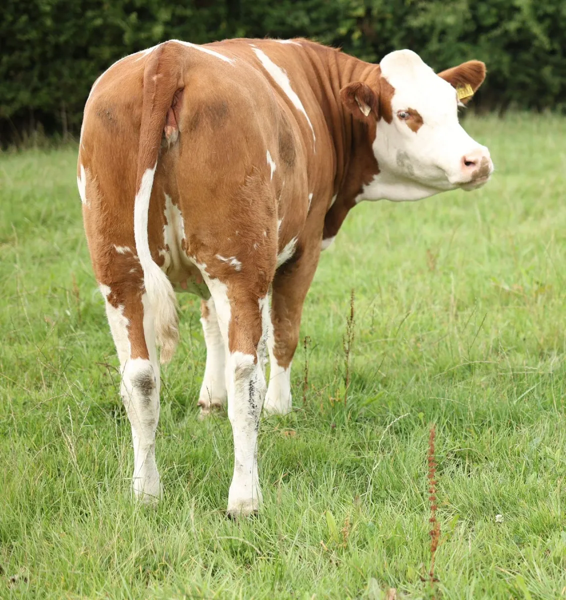 Fleckvieh heifers - Image 2