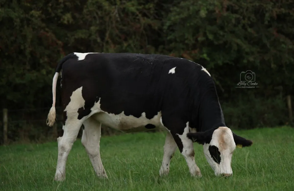 Fleckvieh heifers - Image 4