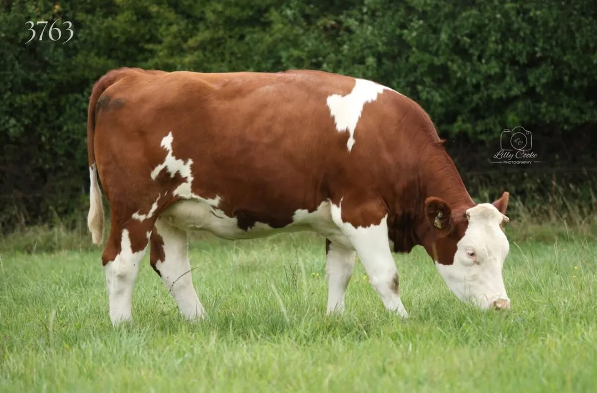 Fleckvieh heifers - Image 1