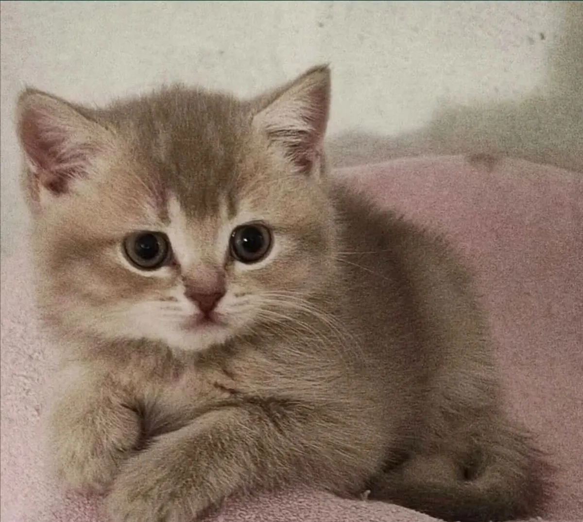 GCCF Pedigree Registered Kittens - Image 2