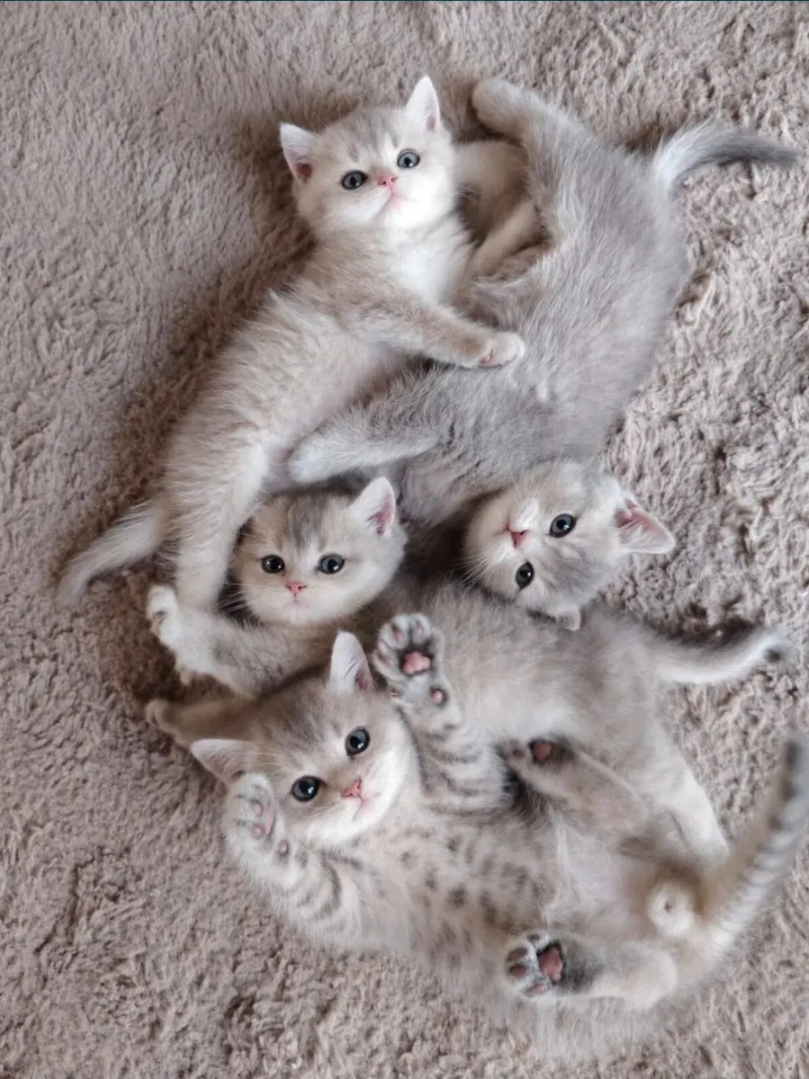 GCCF Pedigree Registered Kittens - Image 1