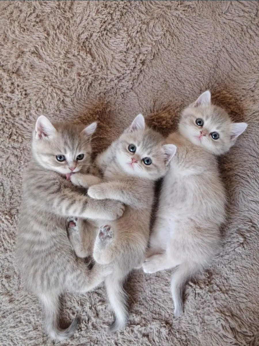 GCCF Pedigree Registered Kittens - Image 3