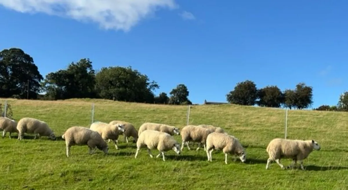 Ewe Lambs