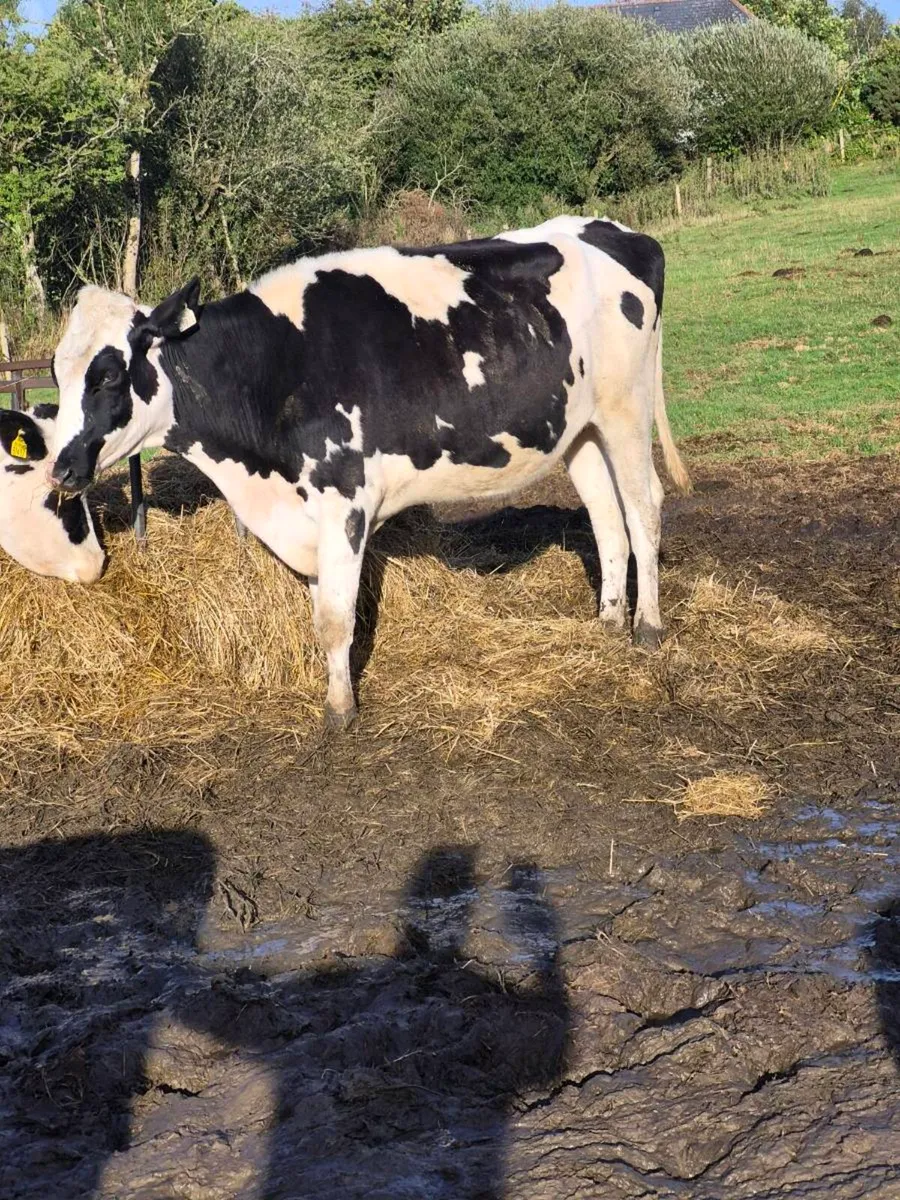 Br freisan heifer - Image 1