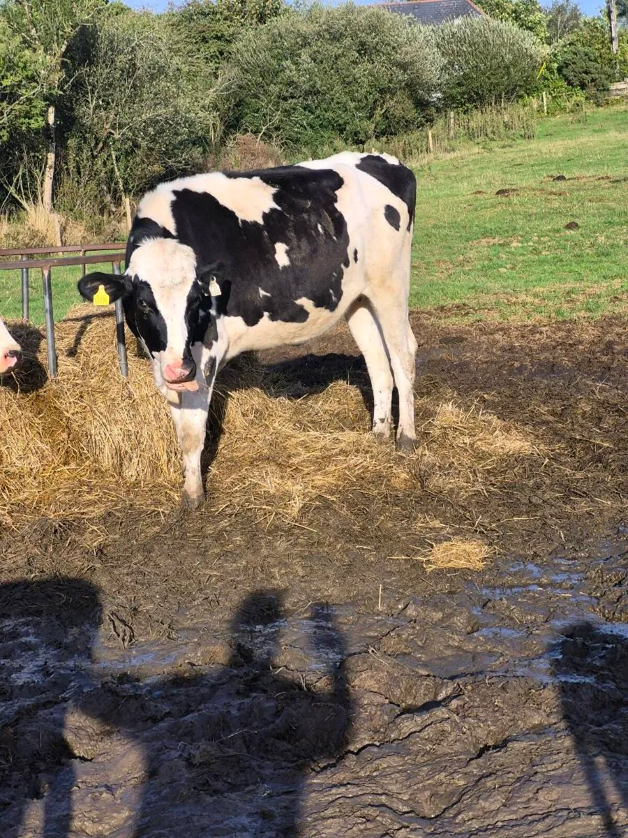 Br freisan heifer - Image 2