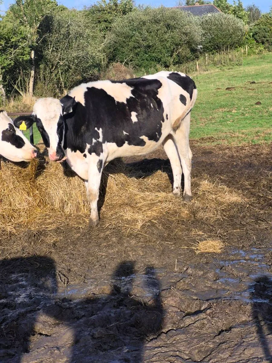 Br freisan heifer - Image 3