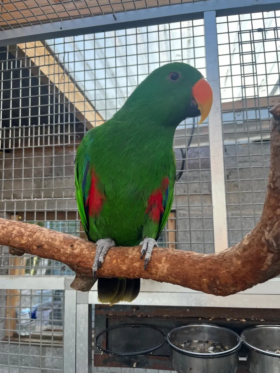 Eclectus - Image 1