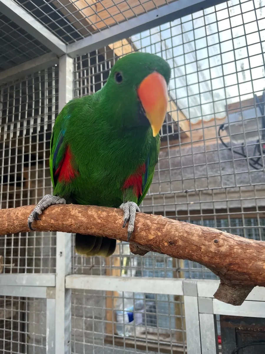 Eclectus - Image 2