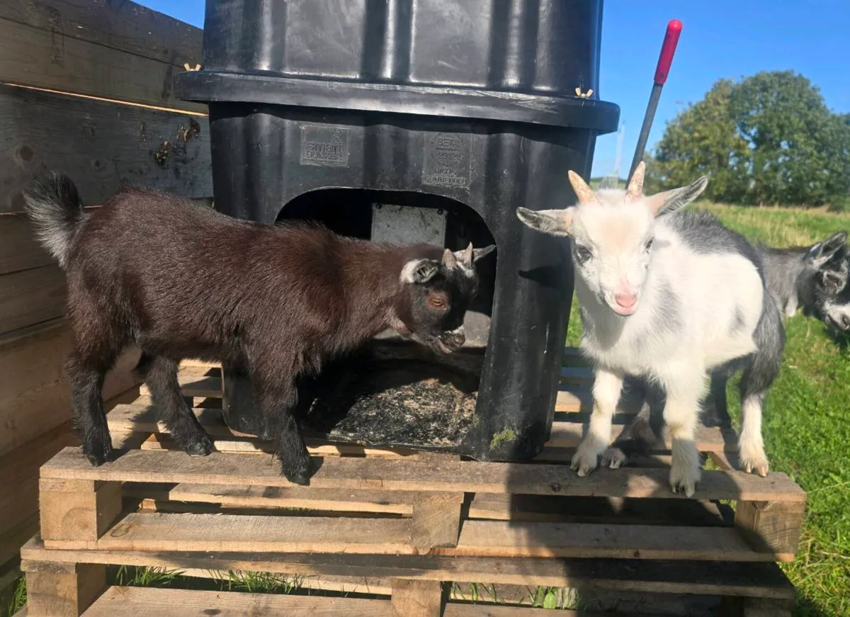 Pygmy goats for sale - Image 2