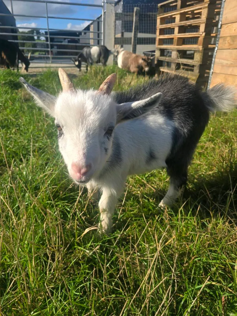 Pygmy goats for sale - Image 3