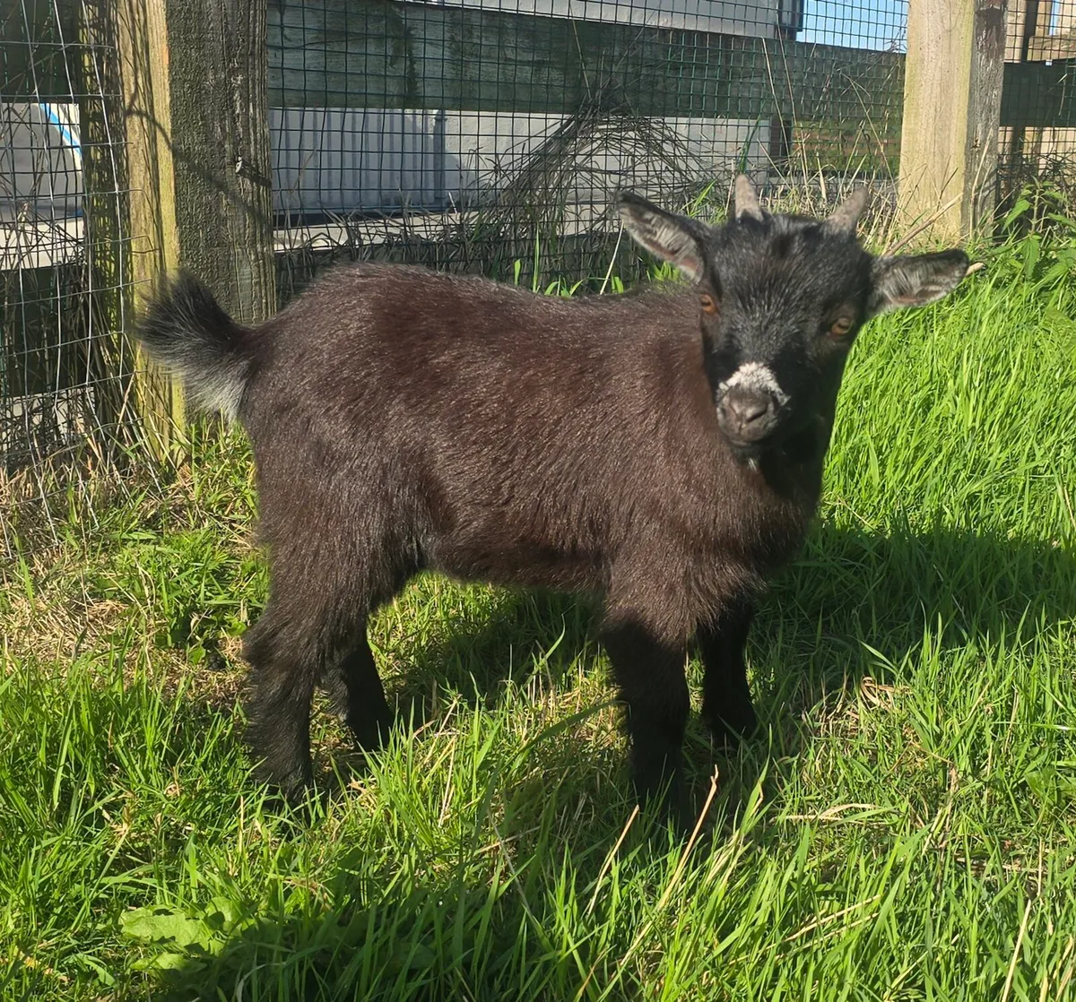Pygmy goats for sale - Image 4