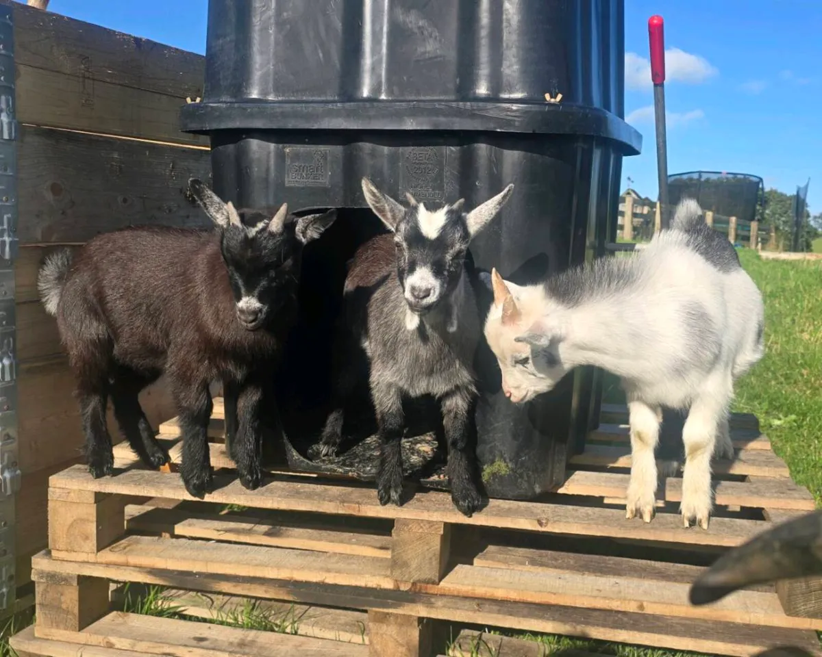 Pygmy goats for sale - Image 1