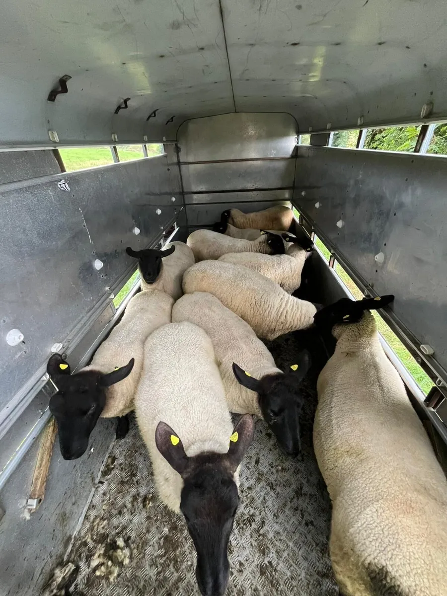 Suffolk Hoggets - Image 1