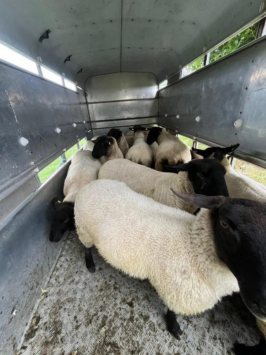 Suffolk Hoggets - Image 2