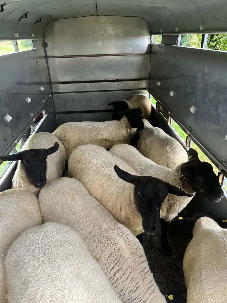 Suffolk Hoggets - Image 3