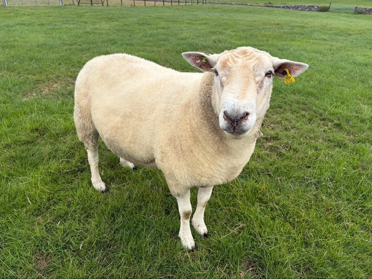 Belclare Pbr SIS 2 Year Ram - Image 2
