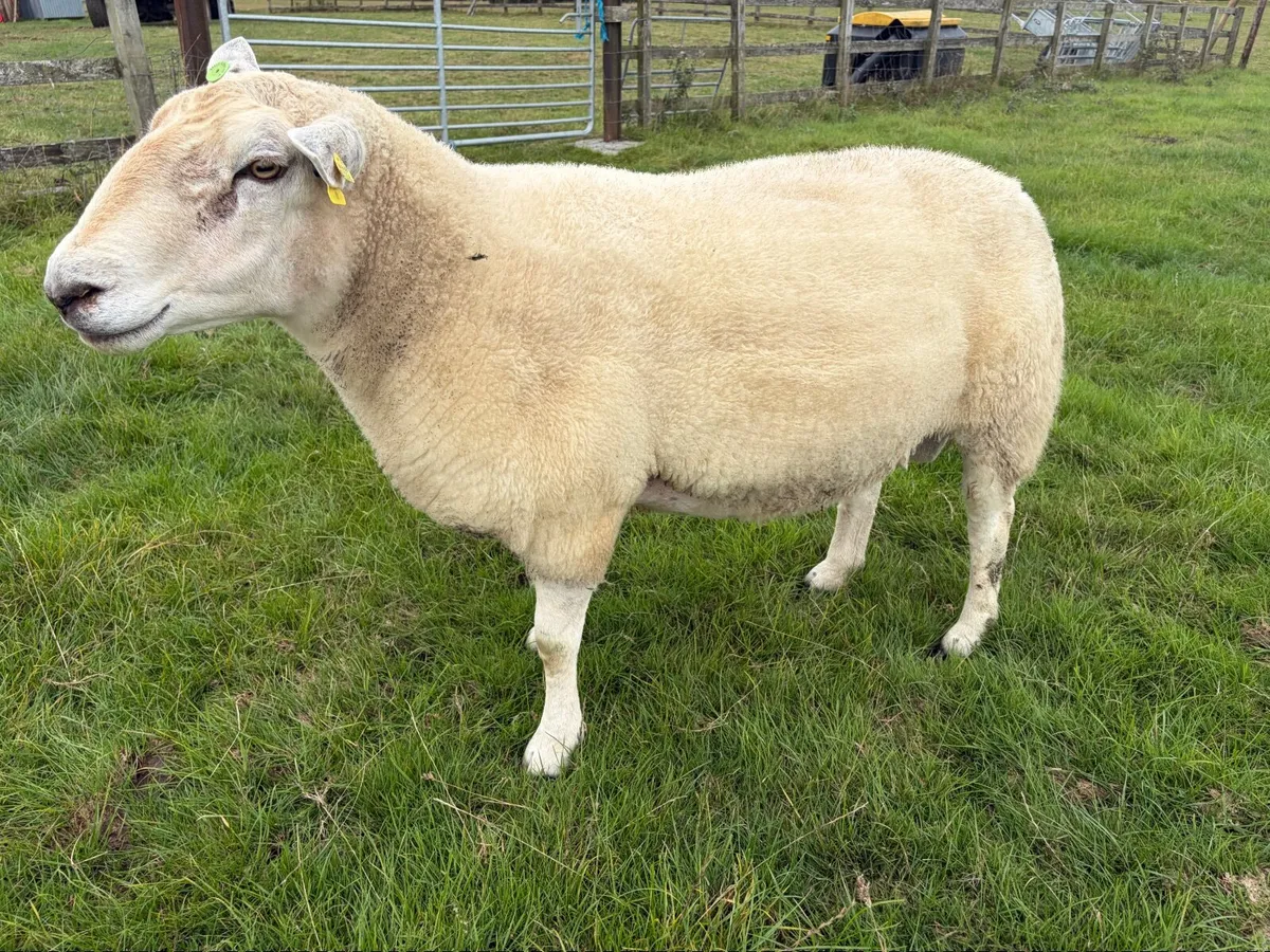 Belclare Pbr SIS 2 Year Ram - Image 4