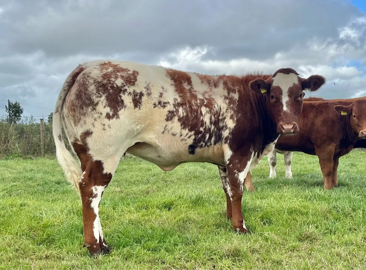 Super show/breeding weanling heifers - Image 1