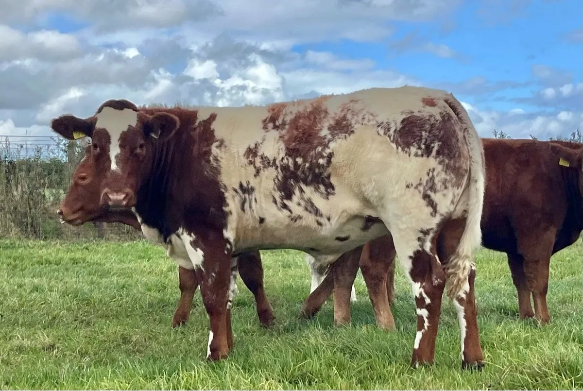 Super show/breeding weanling heifers - Image 2