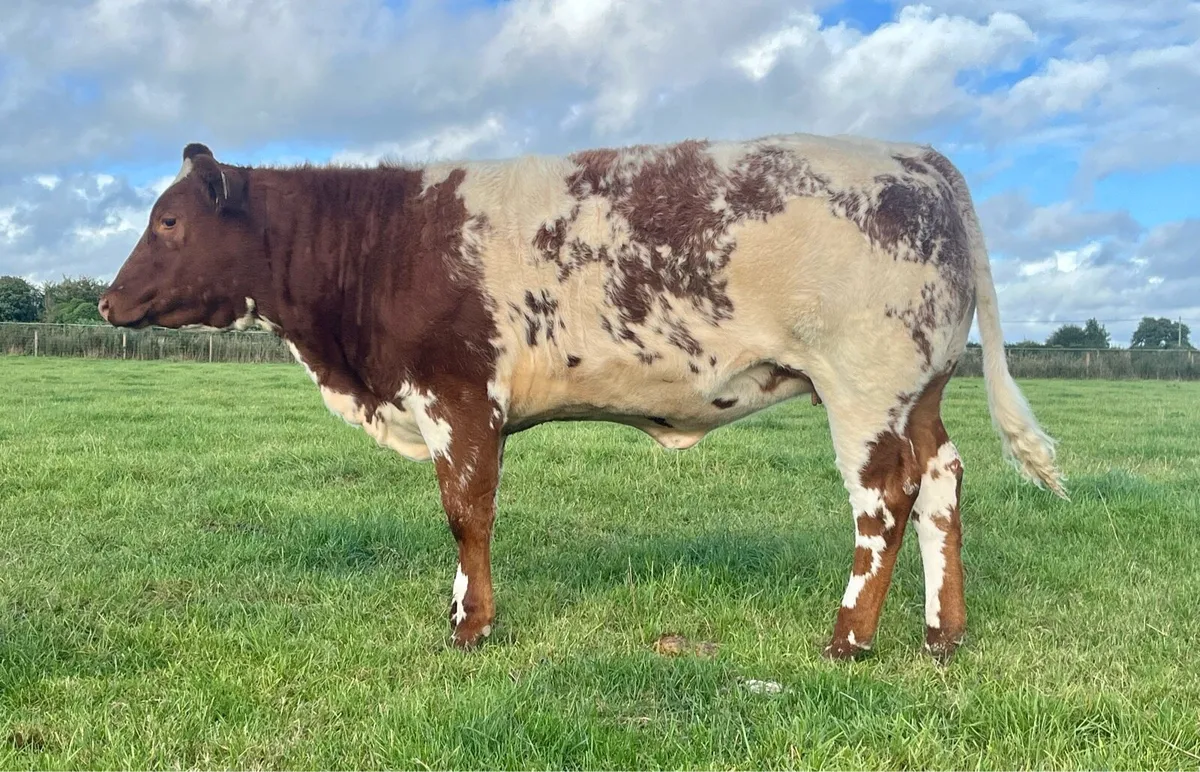 Super show/breeding weanling heifers - Image 3